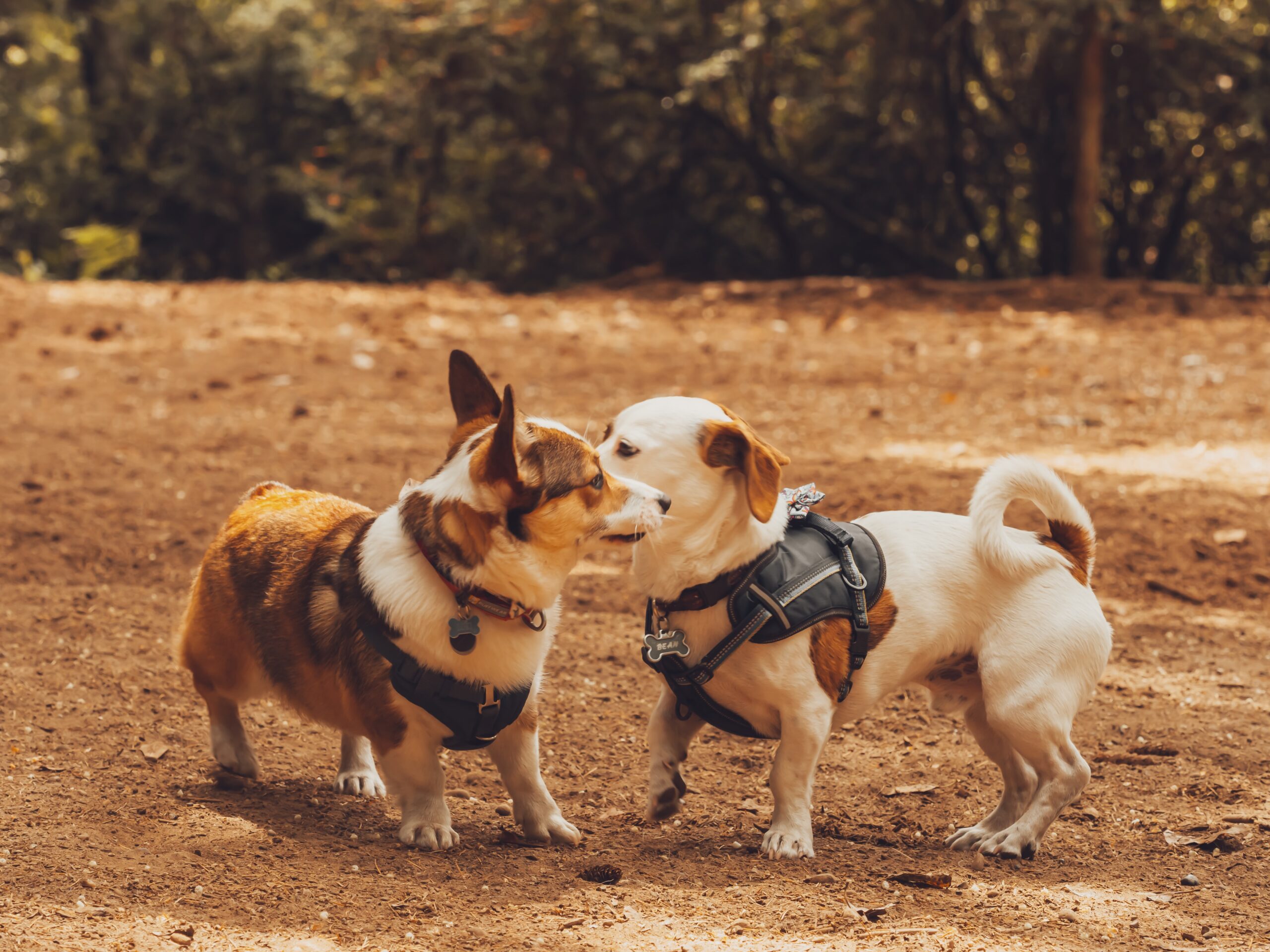 Two small dogs sniffing each other