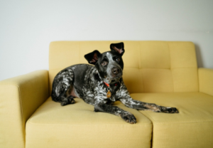 black and white spotted dog laying on a yellow couch