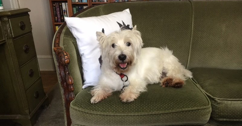 happy Westie dog on a couch