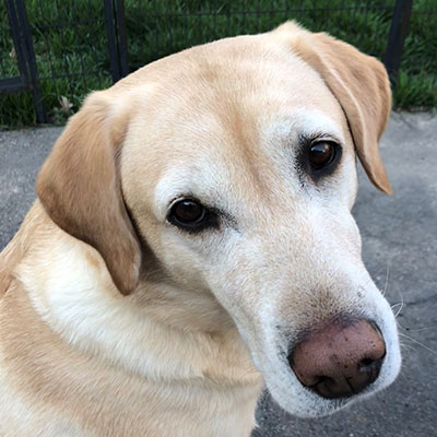 A close up of Charlotte, a happy yellow lab