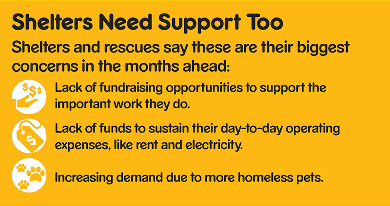 Graphic showing that shelters name as their biggest concerns lack of fundraising opportunities, lack of funds and increasing demand