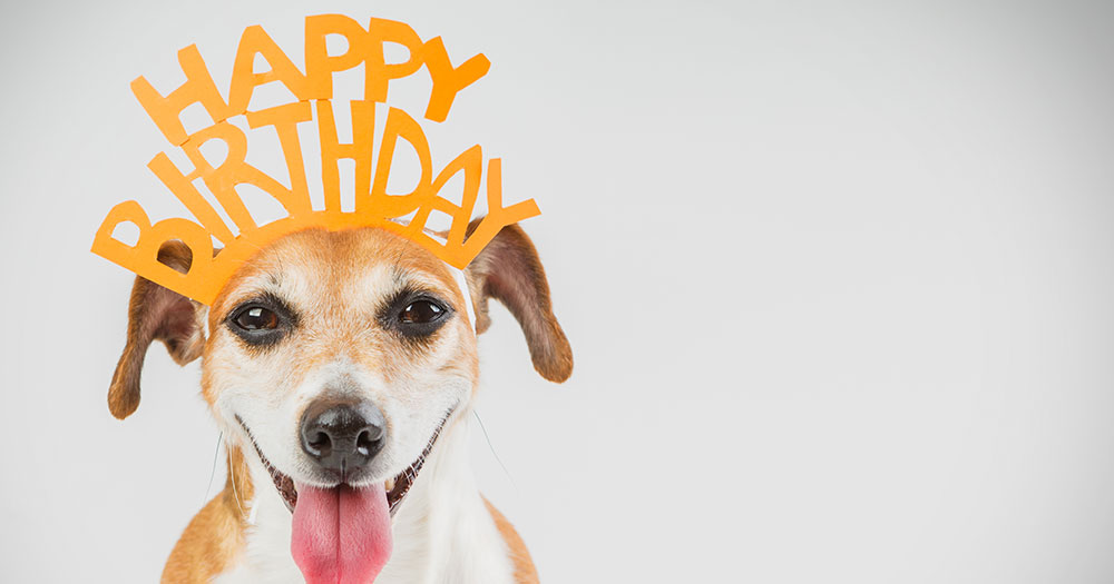 dog wearing happy birthday crown