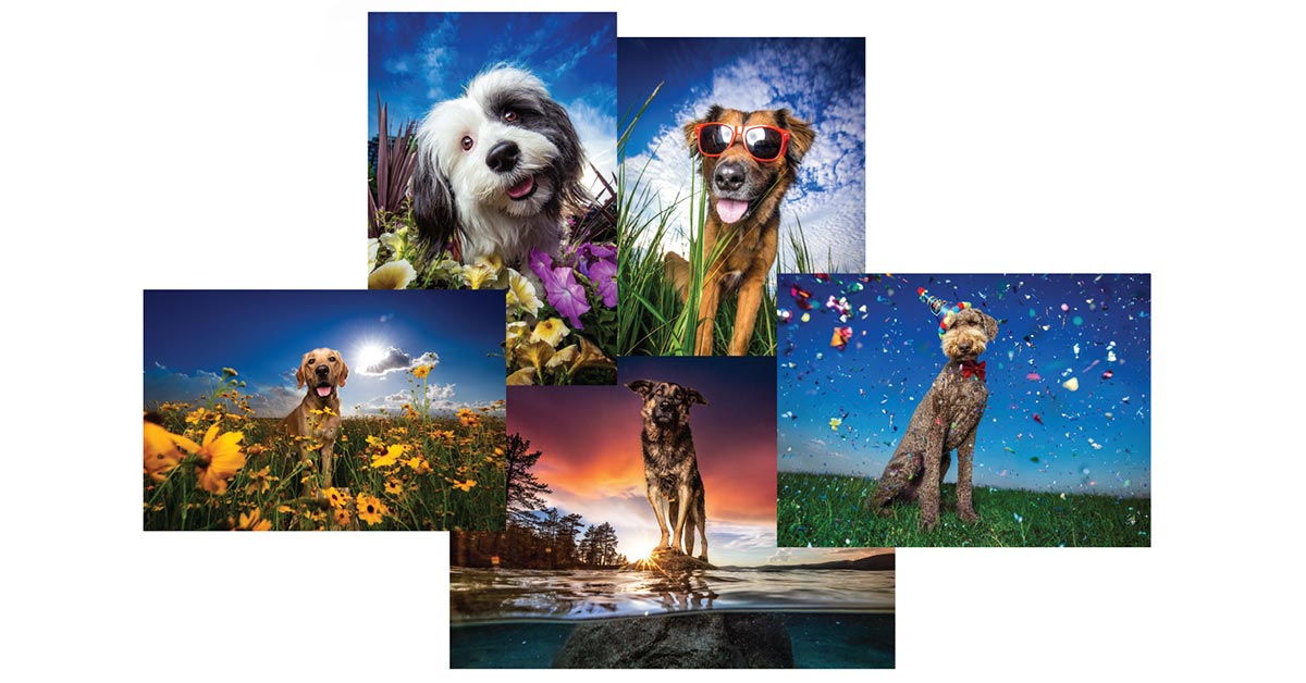 Cards with "Dog Breath" photos