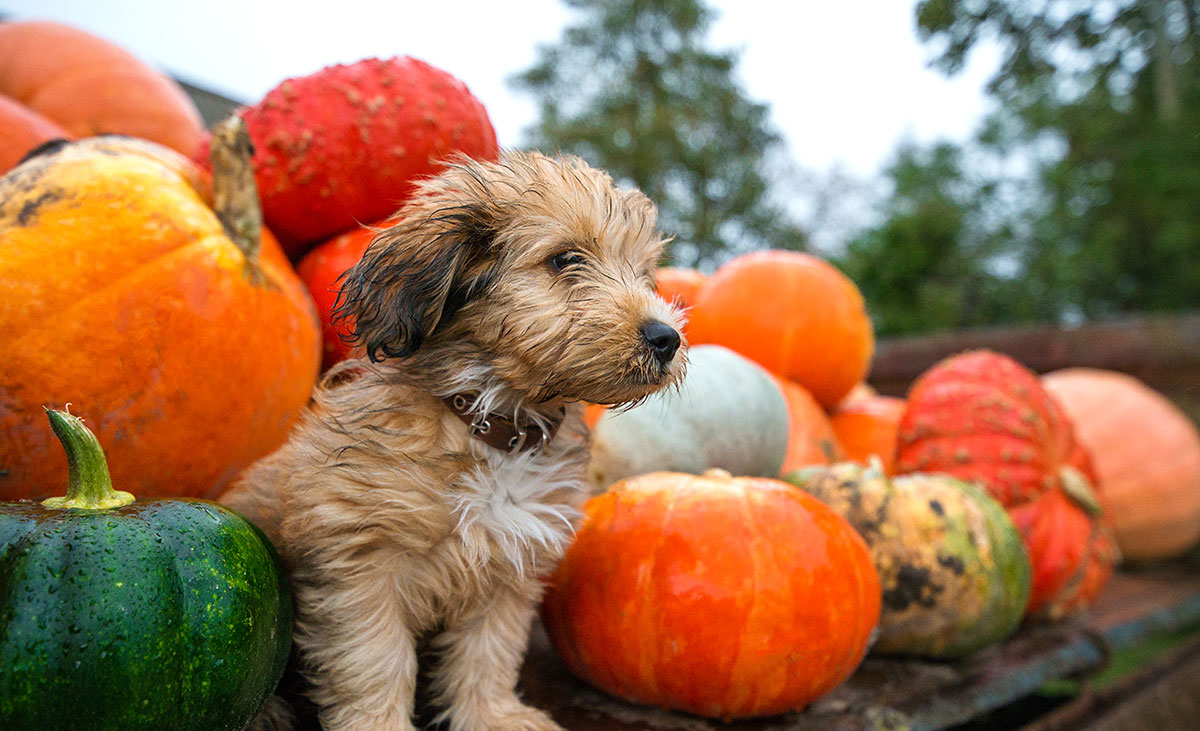 dog sitting by festive squash and pumpkins