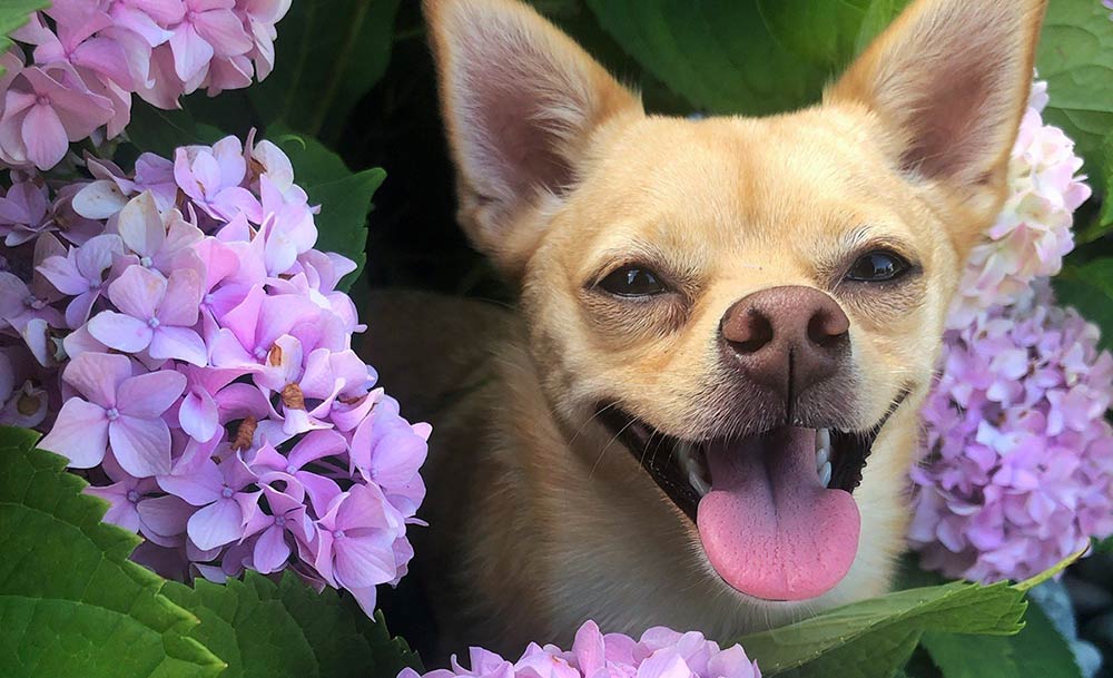 Chihuahua peeking out between flowers