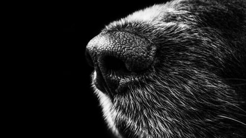 gray dog nose on black background