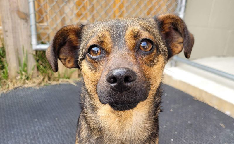 Artemis, a brown rescue dog with a dark snout, looks at the camera