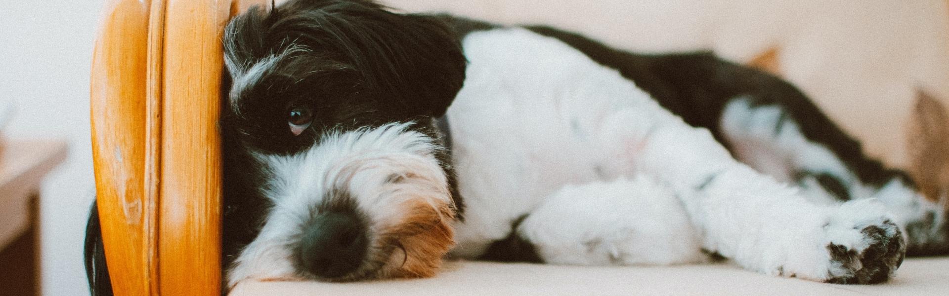 black and white dog laying on chair