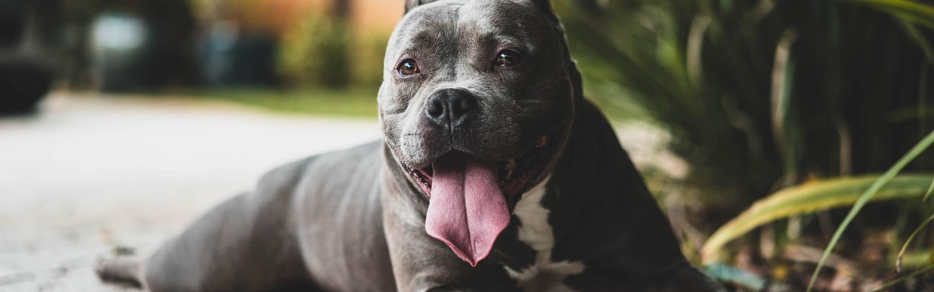 gray pitbull with tongue out