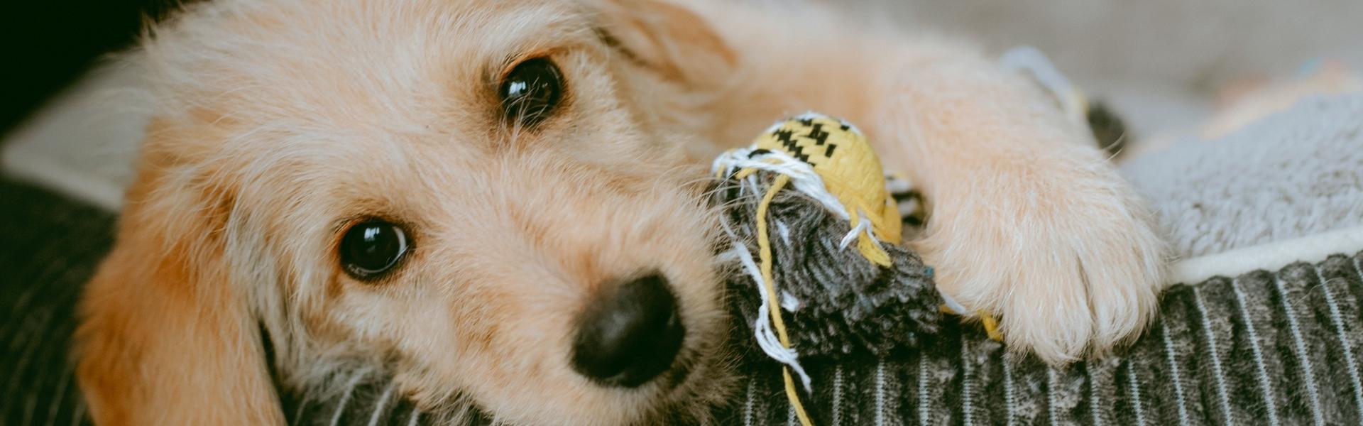 tan shaggy puppy with toy