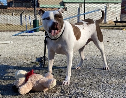 Ty, a brown and white dog, looks at the camera while playing with a stuffed bear.