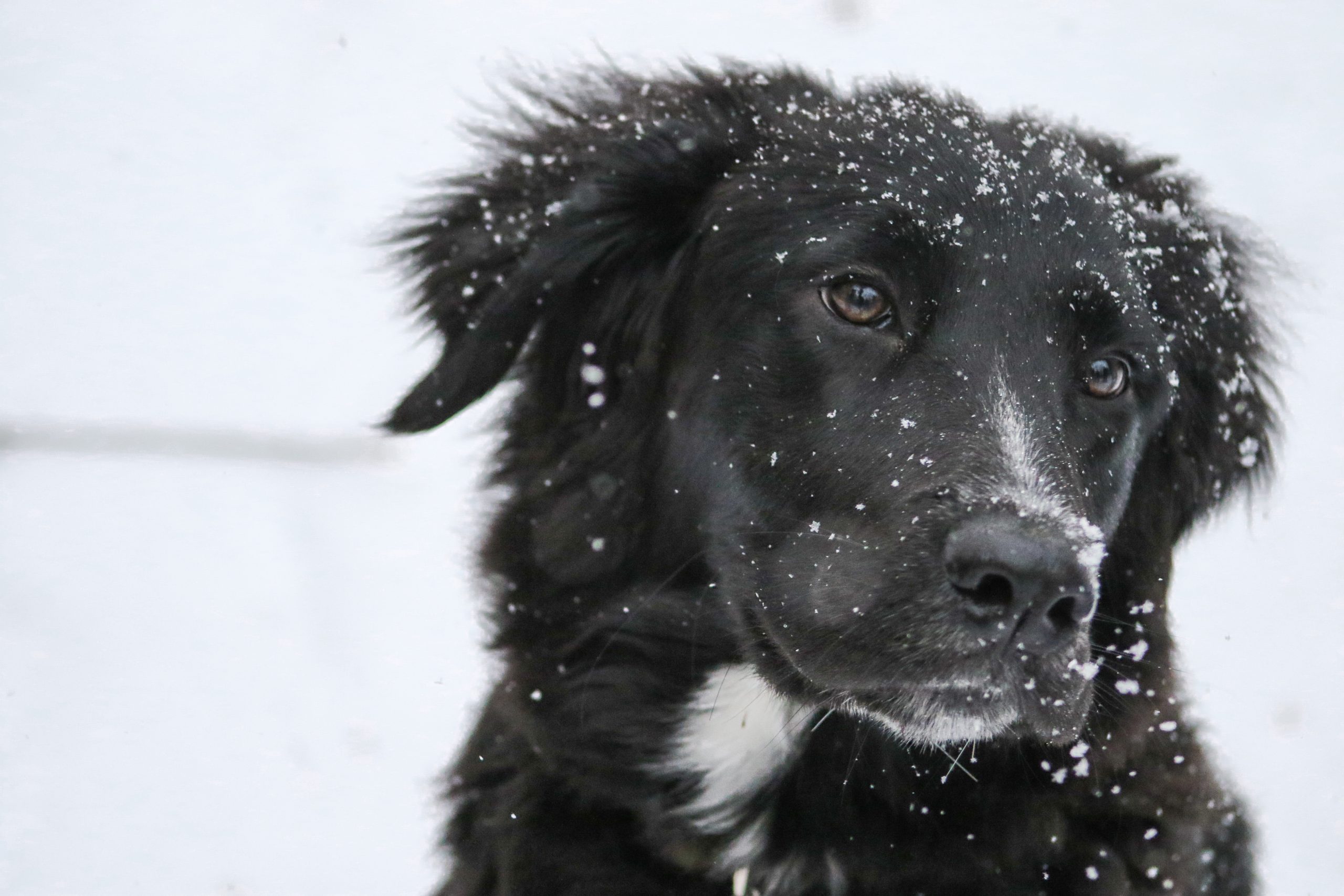a black dog sits in the snow